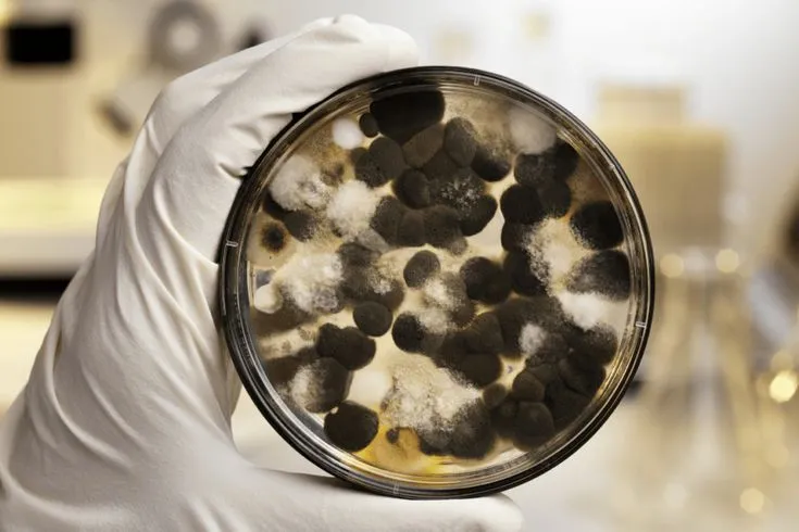 Mold inspection in DMV: Gloved hand holds petri dish with black mold colonies. Mold testing for home or business, identifying dangerous mold growth.