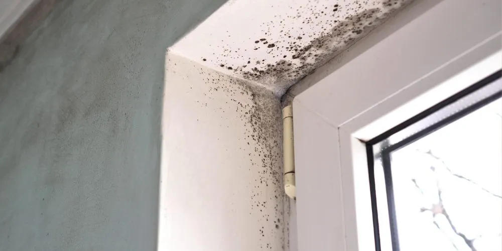 Mold growth near a window frame. Black mold on ceiling and walls. Mold inspection and remediation services in the DMV area.